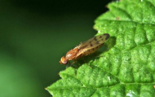 Opomyza florum